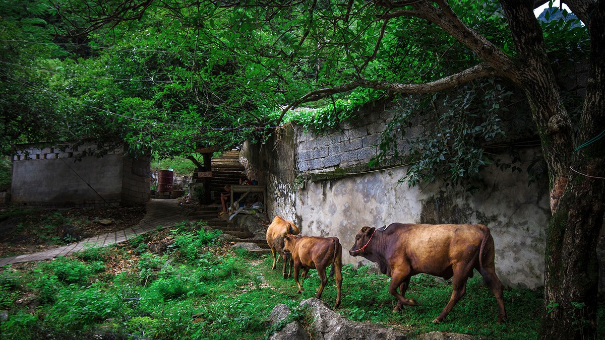 古鎮(zhèn)游玩，有一種說走就走的旅行