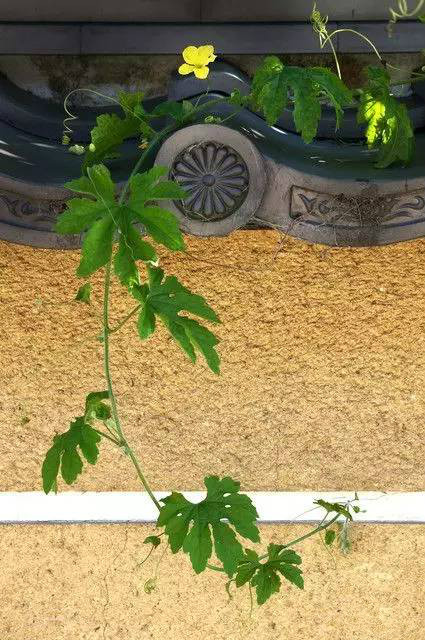 古建筑，一片瓦，遮風擋雨
