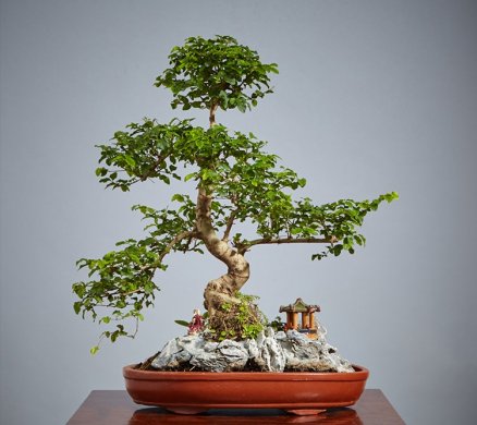 山紫甲石景，姿態(tài)萬千盆景藝術(shù)！