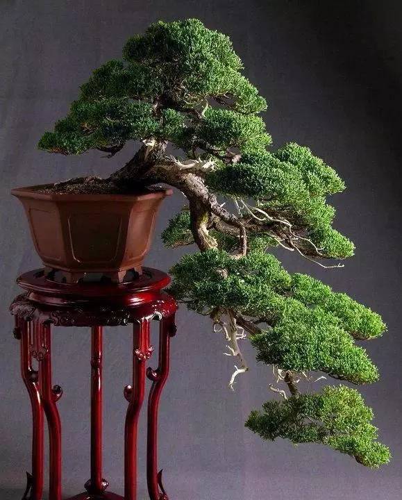 頂級盆景藝術，一種讓世人驚嘆的美！
