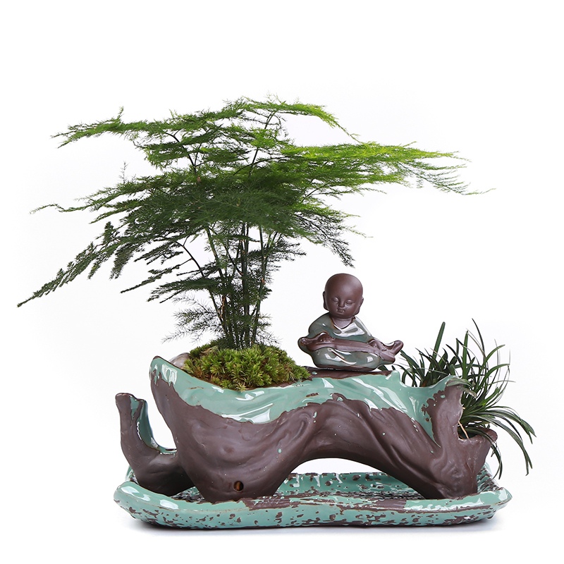 別具風味的文竹陶瓷盆景，禪意小和尚盆景圖片