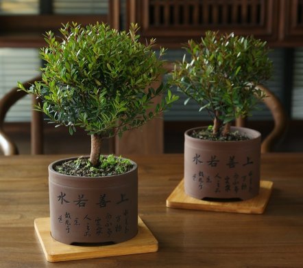 小葉紫檀盆景，黑骨茶樣式盆景圖片