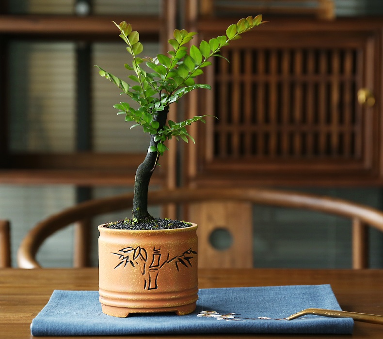 小葉紫檀盆景，黑骨茶樣式盆景圖片