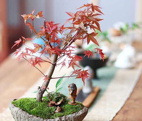 紅楓樹盆景，簡約美觀盆景圖片