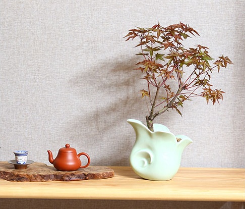 紅楓樹盆景，簡約美觀盆景圖片