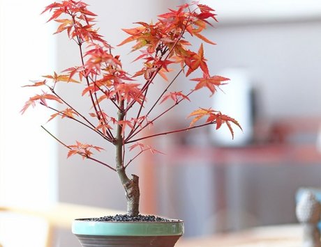紅楓樹盆景，簡約美觀盆景圖片