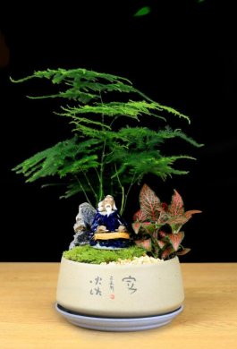 福祿桐文竹盆景，綠植苔蘚微景觀禪意盆景