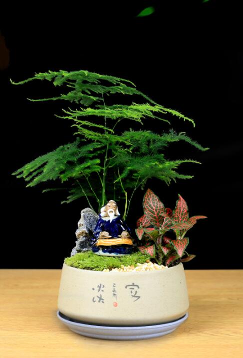 福祿桐文竹盆景，綠植苔蘚微景觀禪意盆景