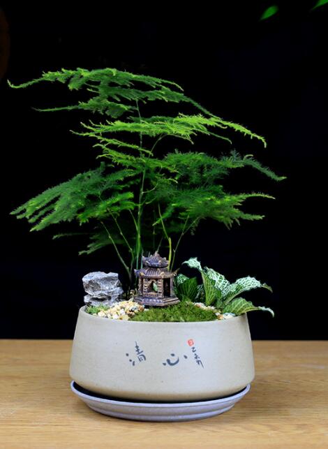 福祿桐文竹盆景，綠植苔蘚微景觀禪意盆景