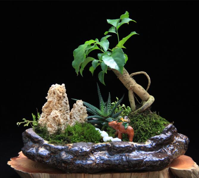 高檔水石藝術(shù)組合，綠植微景觀旱盆盆景