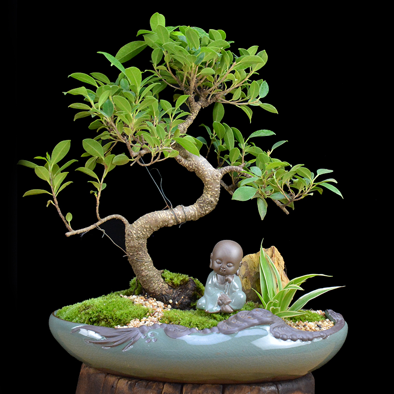 四季常青綠葉盆景圖片，精致的小葉榕樹盆景