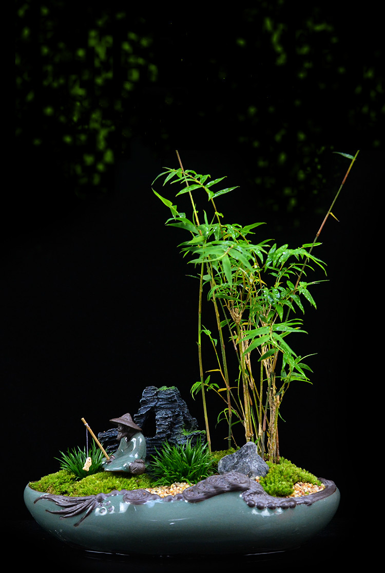 米竹雅致盆景，四季常青竹韻盆景圖片