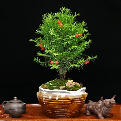 秀麗可愛紅豆杉盆景，四季如春紅豆杉盆景圖片
