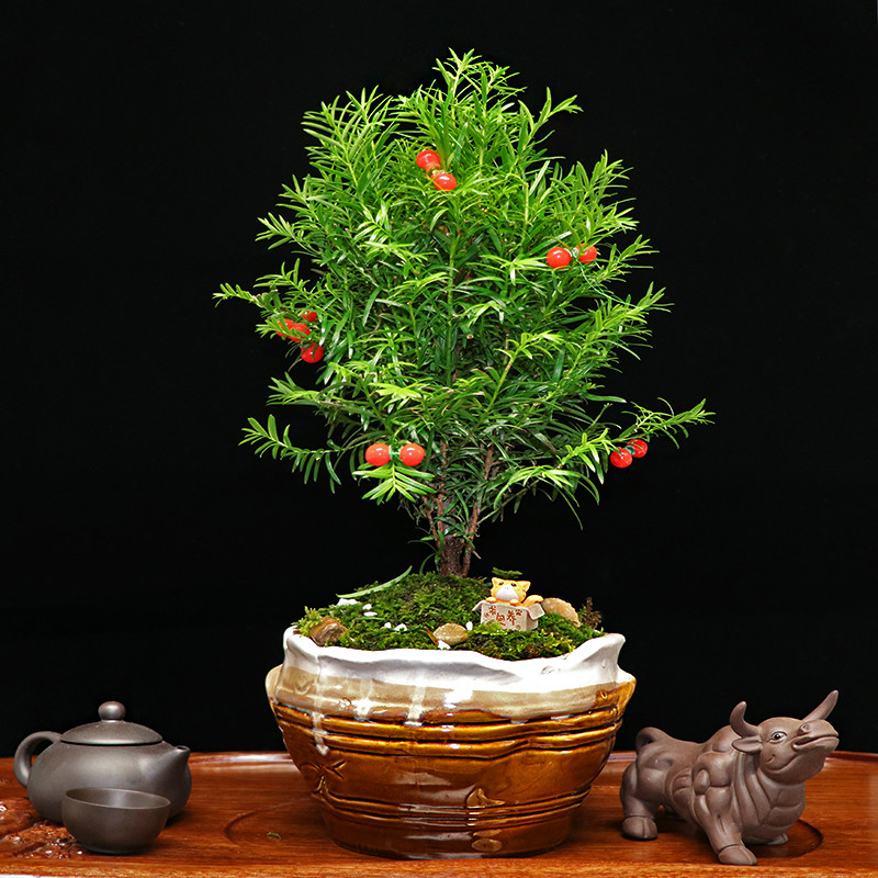 秀麗可愛紅豆杉盆景，四季如春紅豆杉盆景圖片
