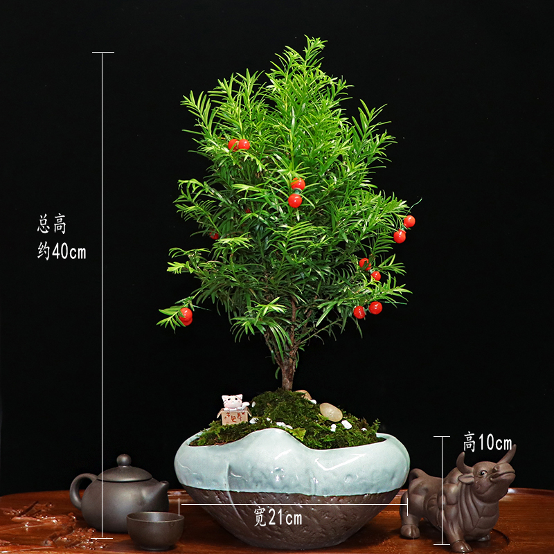 秀麗可愛紅豆杉盆景，四季如春紅豆杉盆景圖片
