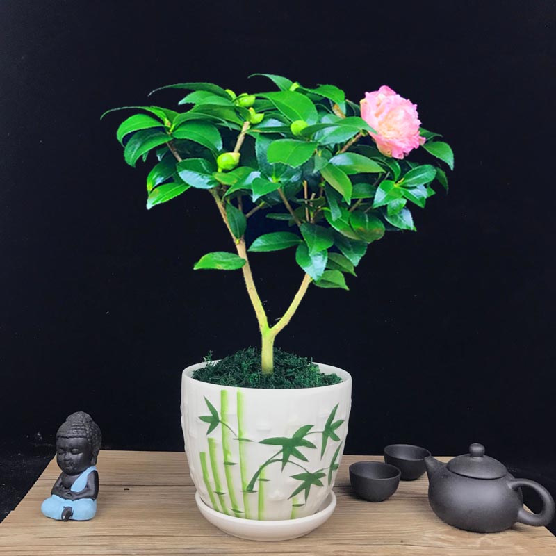 山茶花盆景，繽紛艷麗山茶花盆景圖片