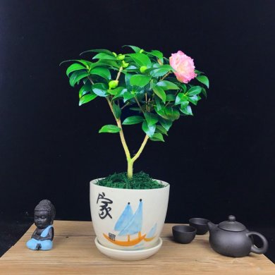 山茶花盆景，繽紛艷麗山茶花盆景圖片