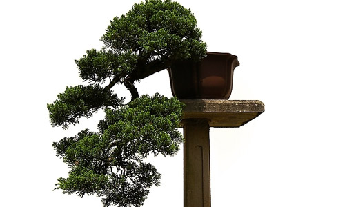 徽派盆景，民族優(yōu)秀的工藝美術(shù)品
