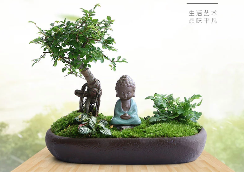 禪意桑榆樹組合盆栽，菖蒲綠植盆景圖片