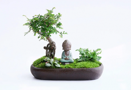 禪意桑榆樹組合盆栽，菖蒲綠植盆景圖片