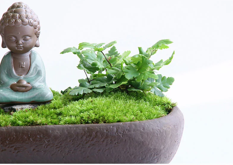 禪意桑榆樹組合盆栽，菖蒲綠植盆景圖片