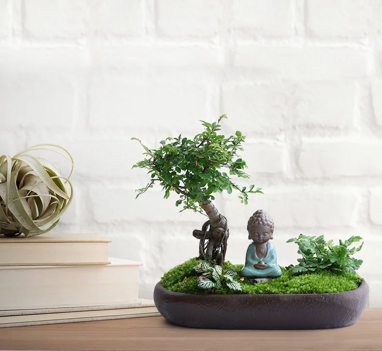 禪意桑榆樹組合盆栽，菖蒲綠植盆景圖片