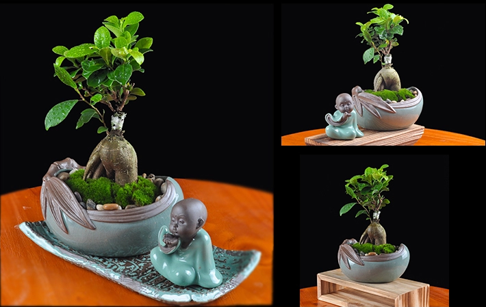 人參榕盆景植物，禪意綠植四季常青盆栽盆景
