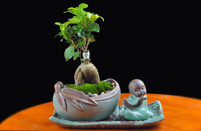 人參榕盆景植物，禪意綠植四季常青盆栽盆景
