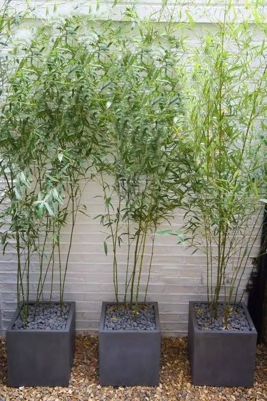 庭院設(shè)計，竹子在庭院中造景的運用