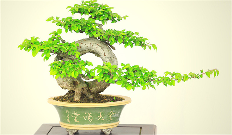 盆景作品云中旭日，榆樹小品盆景