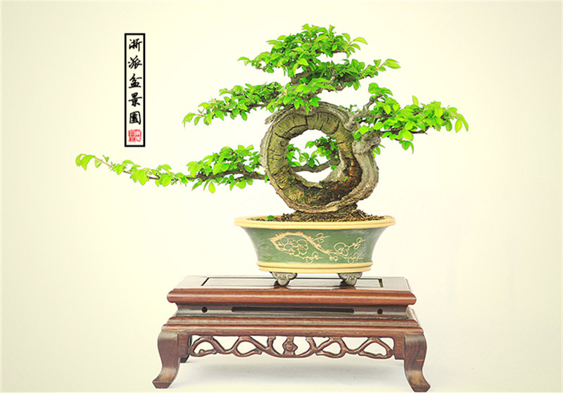 盆景作品云中旭日，榆樹小品盆景