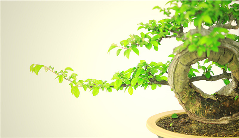 盆景作品云中旭日，榆樹小品盆景