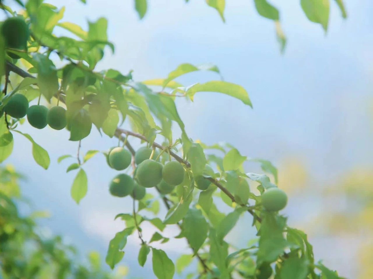 杭州·相見茶舍，若無(wú)相欠怎會(huì)相見
