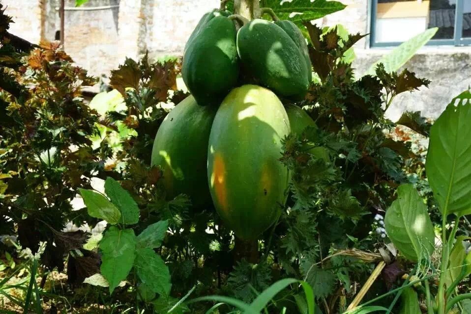 廣州·菁木山舍，有個(gè)木屋開滿鮮花看花開花落