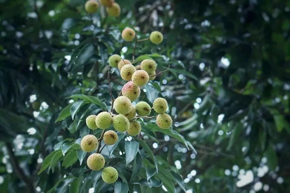 廣州·菁木山舍，有個(gè)木屋開滿鮮花看花開花落