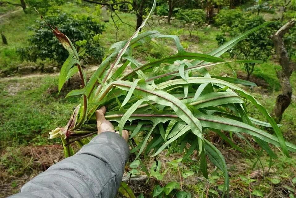 廣州·菁木山舍，有個(gè)木屋開滿鮮花看花開花落