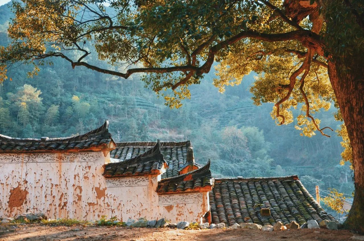 松陽·蔦舍，江南秘境里最溫暖的落腳處
