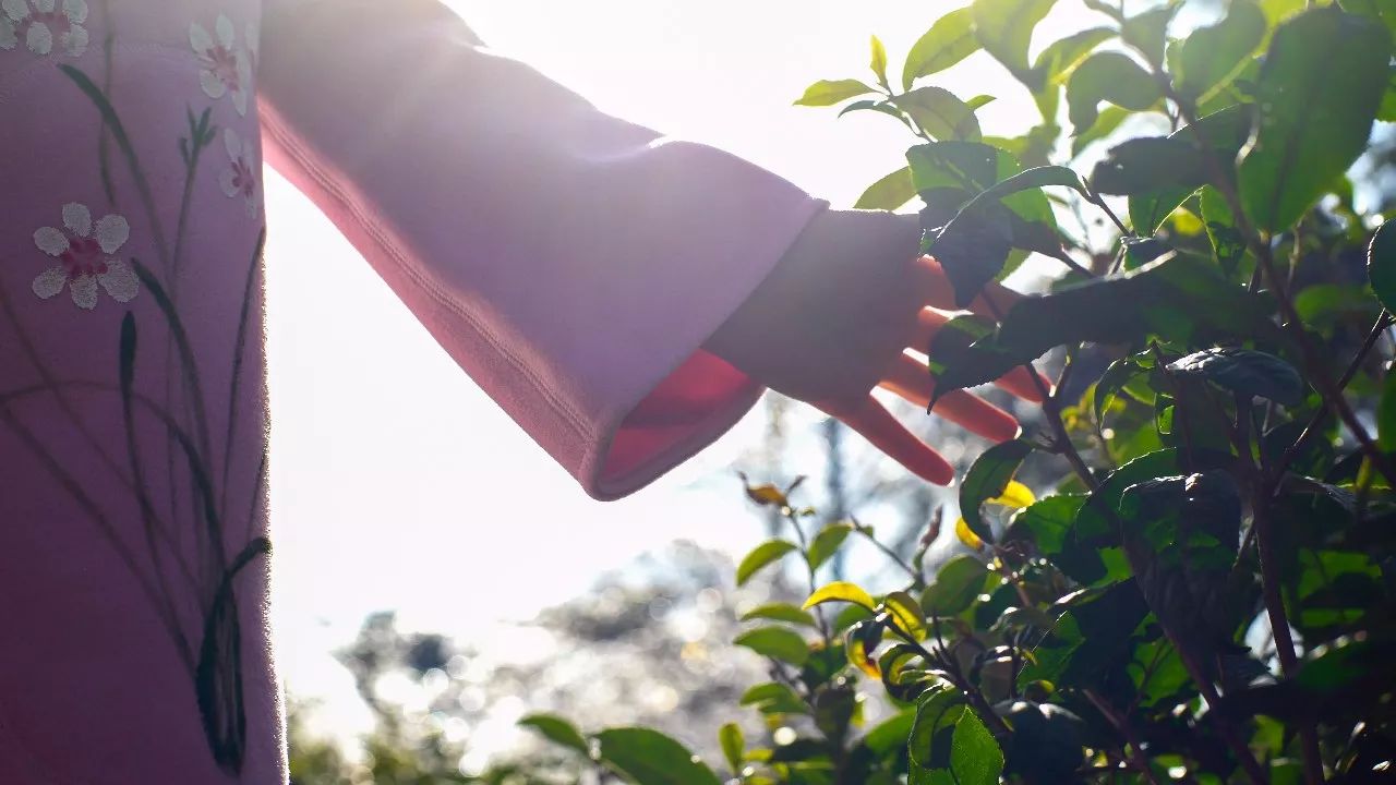 九華山·清竹里，延續(xù)和分享茶文化禪文化