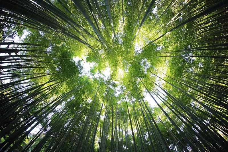 九華山·清竹里，延續(xù)和分享茶文化禪文化