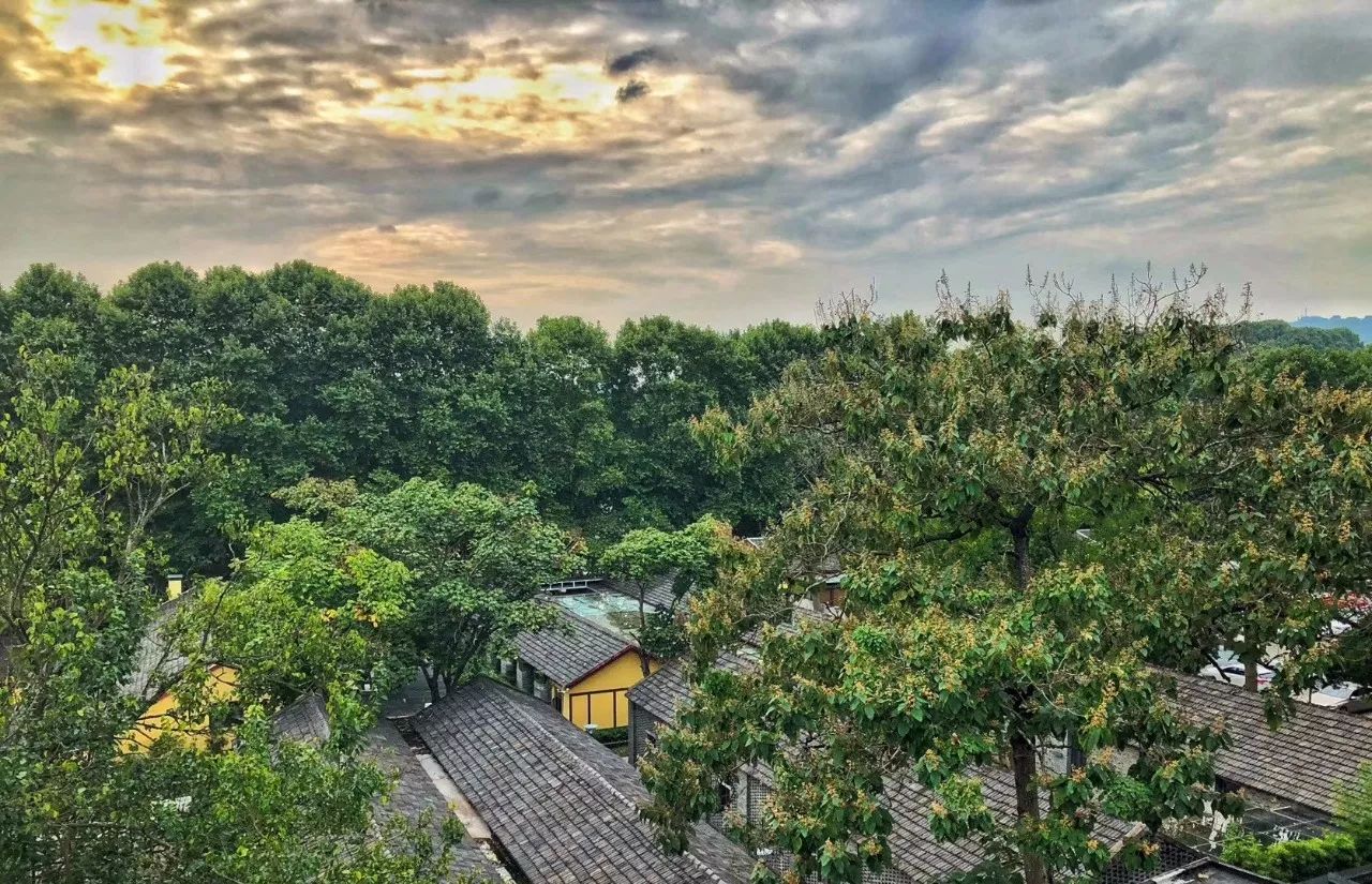 南京·老樹院子山囿里,與時(shí)光慢揉在一起彼此沉