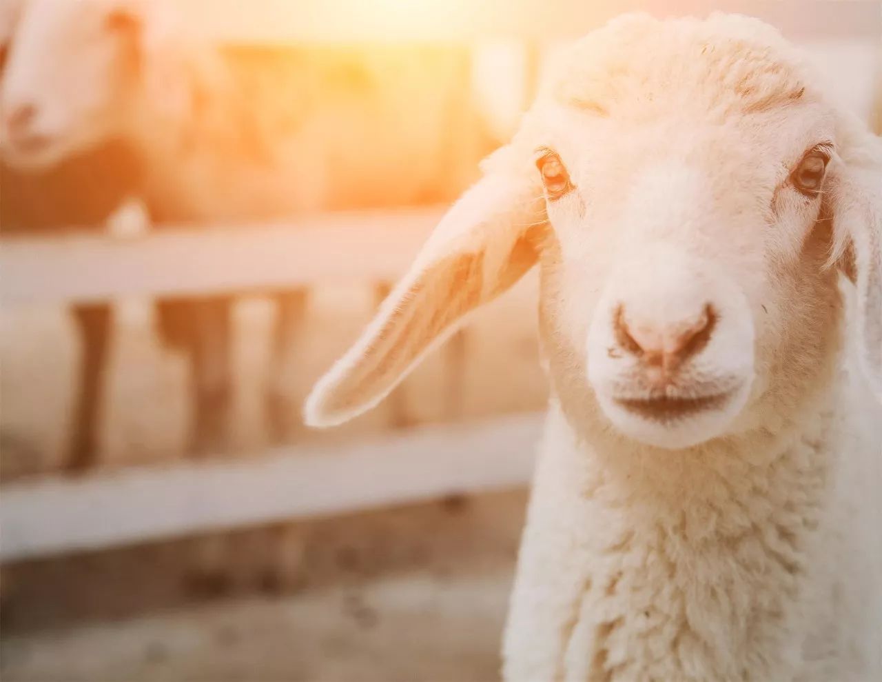蘇州·泊悅灣，城市鄉(xiāng)村間人們何嘗不是兩棲動物