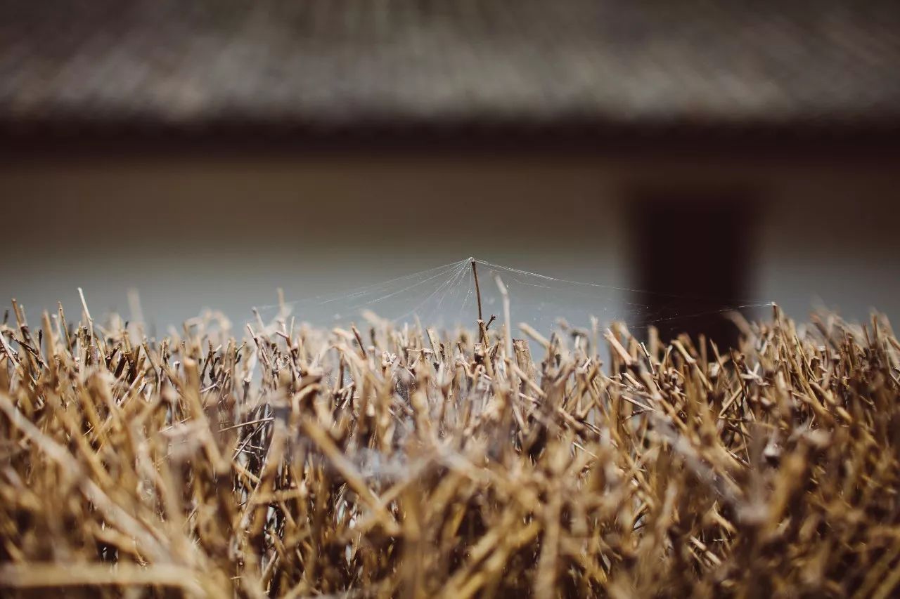 莫干山·三秋美宿，一日不見三秋盼兮