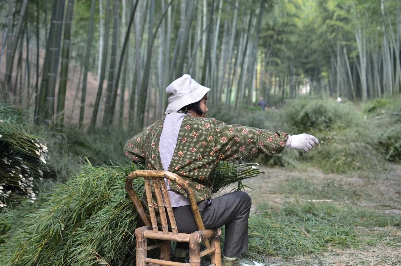 莫干山·趣舍一棵樹，置身山中與山林萬物相連