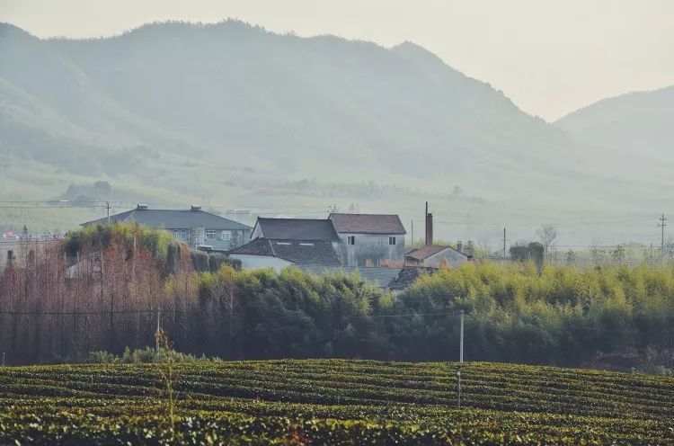 莫干山·趣舍一棵樹(shù)，置身山中與山林萬(wàn)物相連