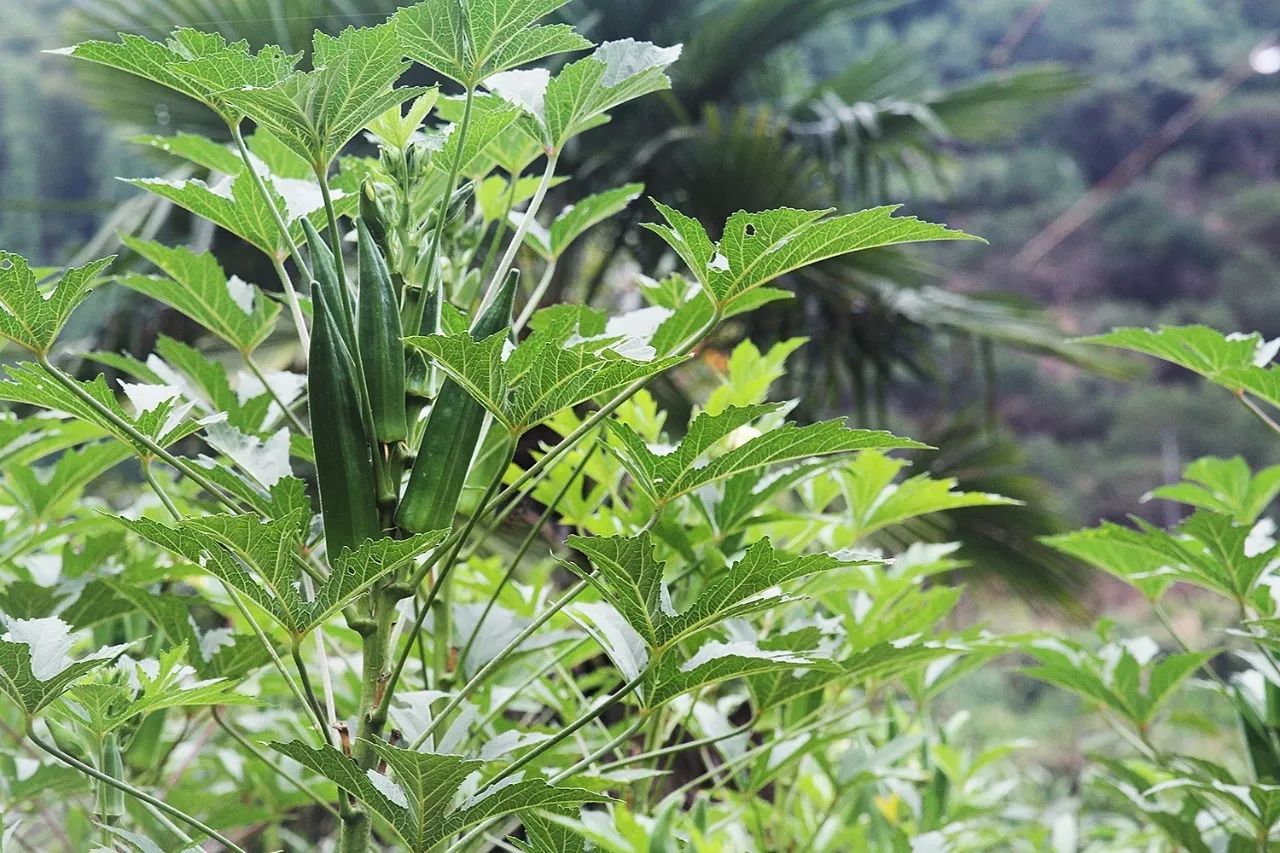 村上酒舍，體驗(yàn)古村生活一起慢慢變老