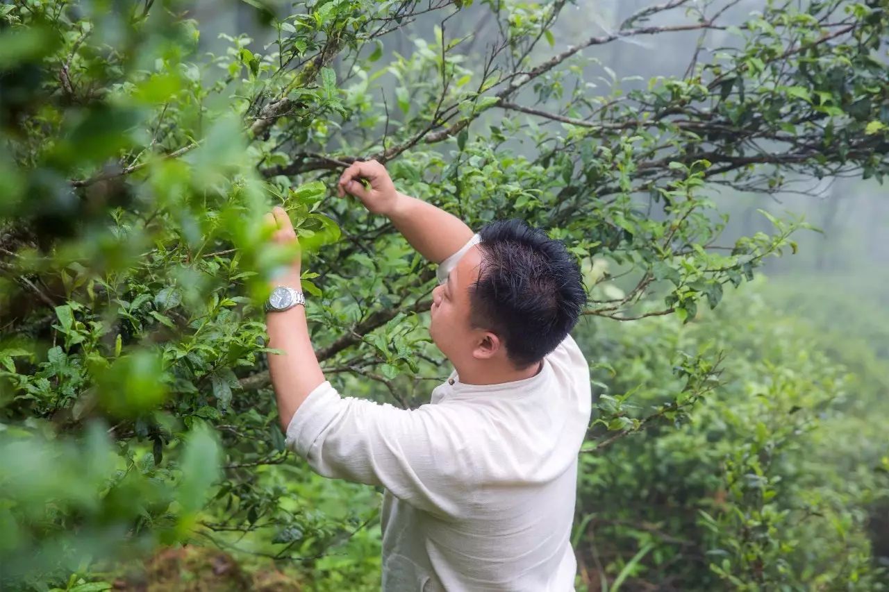 叢山茶境，一片天一座山忘了山外忘卻自己