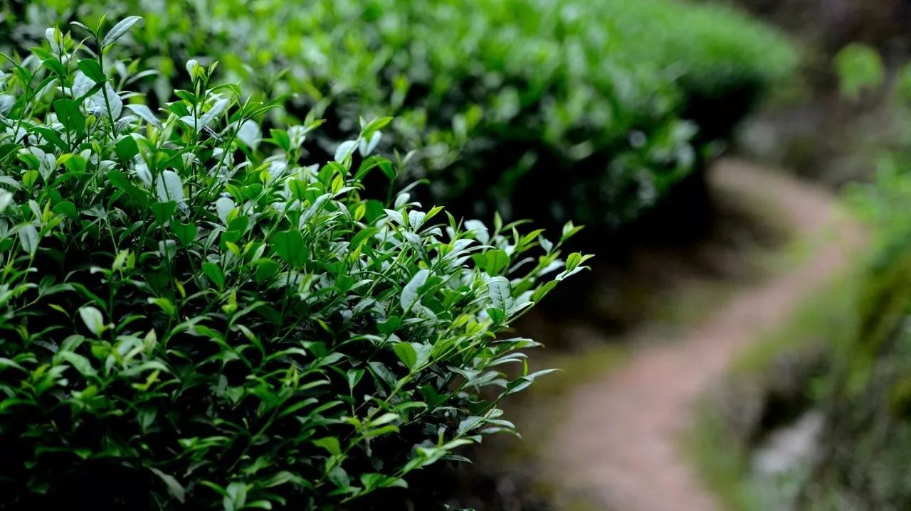 武夷山·山玖如意莊，一杯清茶一萬個(gè)品茶人