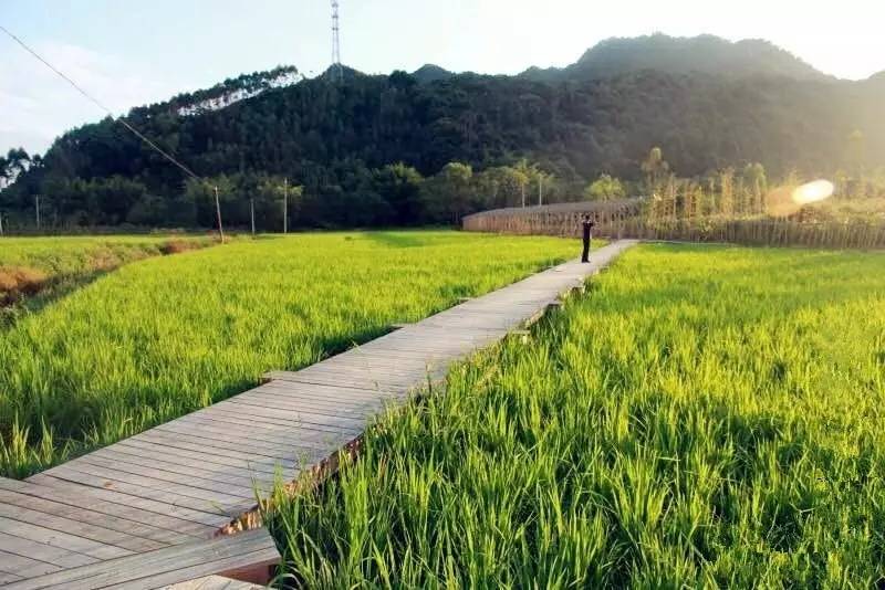 3間開在稻田里的民宿，回歸自然向往田園風(fēng)光
