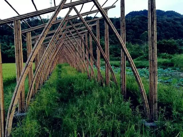 3間開在稻田里的民宿，回歸自然向往田園風光