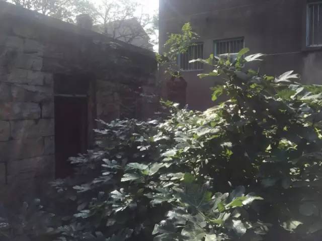 桃花源，有花為伴有茶糊口每一天都是美好光陰